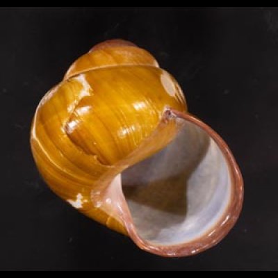 カンラオンミドリゴシキマイマイ 未詳 Helicostyla turbinoidesfig.1