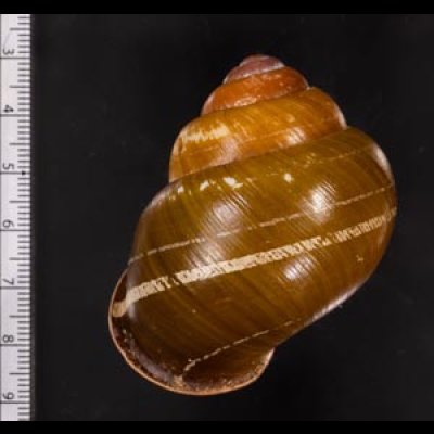 カンラオンミドリゴシキマイマイ 未詳 Helicostyla turbinoidesfig.2