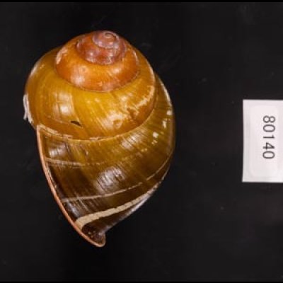 カンラオンミドリゴシキマイマイ 未詳 Helicostyla turbinoidesfig.3