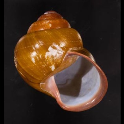カンラオンミドリゴシキマイマイ 未詳 Helicostyla turbinoidesfig.1