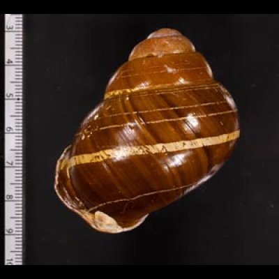 カンラオンミドリゴシキマイマイ 未詳 Helicostyla turbinoidesfig.2