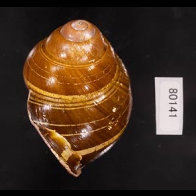 カンラオンミドリゴシキマイマイ 未詳 Helicostyla turbinoidesfig.3