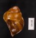 カンラオンミドリゴシキマイマイ 未詳 Helicostyla turbinoidesfig.3