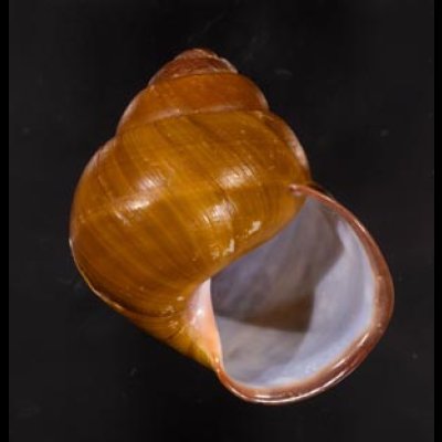 カンラオンミドリゴシキマイマイ 未詳 Helicostyla turbinoidesfig.1