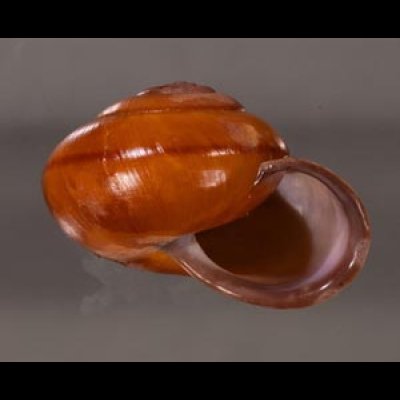チョコレートマイマイ Calocochlia chocolatinafig.2