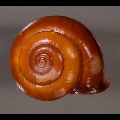 チョコレートマイマイ Calocochlia chocolatinafig.1
