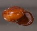 チョコレートマイマイ Calocochlia chocolatinafig.2