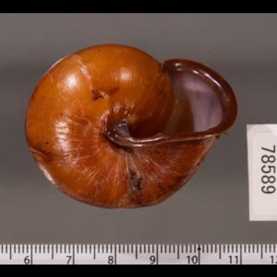 チョコレートマイマイ Calocochlia chocolatinafig.3