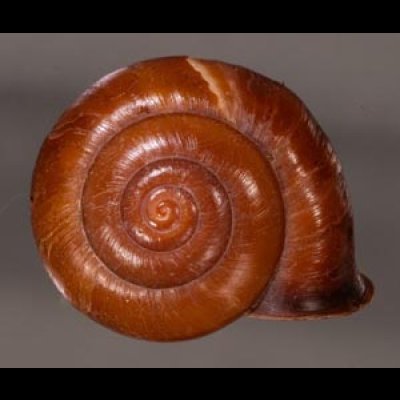 チョコレートマイマイ Calocochlia chocolatinafig.1