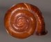 チョコレートマイマイ Calocochlia chocolatinafig.1