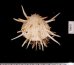 ヘンゲウミギク Spondylus variegatusfig.2