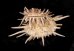 ヘンゲウミギク Spondylus variegatusfig.3