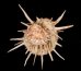 ヘンゲウミギク Spondylus variegatusfig.1