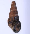 Brotia sp. スマトラのカワニナの仲間　未詳