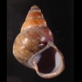 Helicostyla imperator ハデゴシキマイマイ