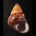 Helicostyla imperator ハデゴシキマイマイ