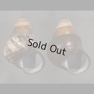 画像1: クチグロゴシキマイマイ