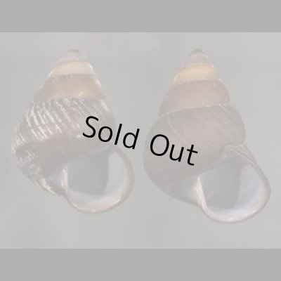 画像1: クチグロゴシキマイマイ