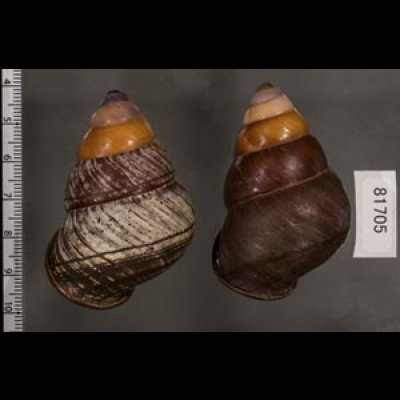 画像2: クチグロゴシキマイマイ