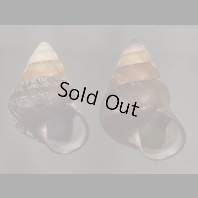 画像1: クチグロゴシキマイマイ