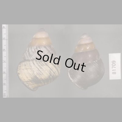 画像2: クチグロゴシキマイマイ