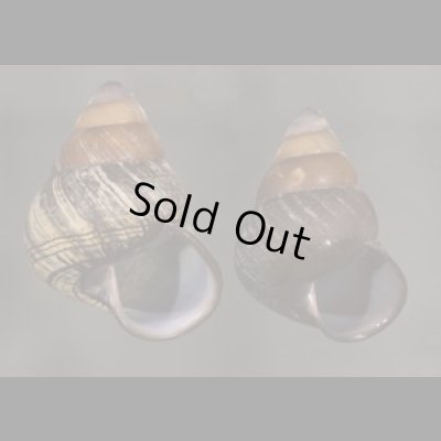 画像1: クチグロゴシキマイマイ