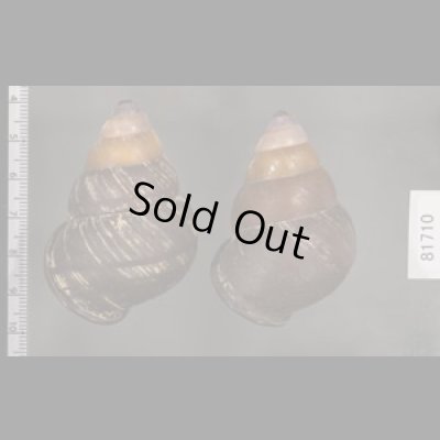 画像2: クチグロゴシキマイマイ