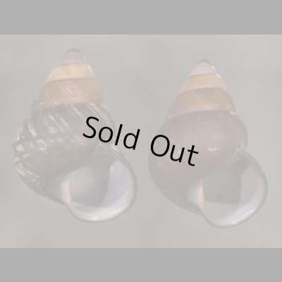 画像1: クチグロゴシキマイマイ