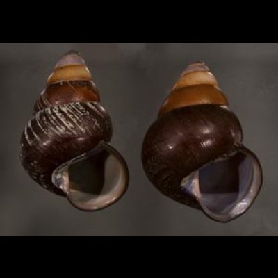 画像1: クチグロゴシキマイマイ