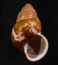 Helicostyla smaragdina nigrescens クロトウガタタマゴマイマイ