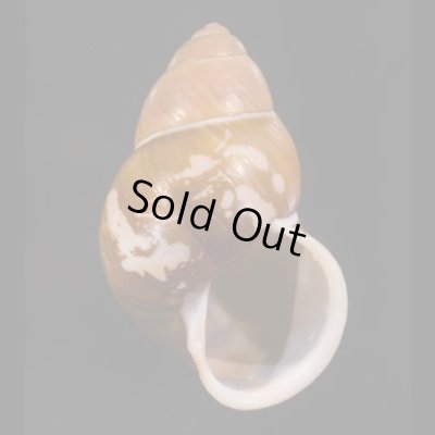 画像1: クロトウガタタマゴマイマイ