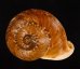 ヒロクチクスミヤマタニシ (仮称) Cyclophorus perdix tubafig.2