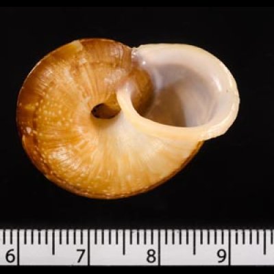 ヒロクチクスミヤマタニシ (仮称) Cyclophorus perdix tubafig.3