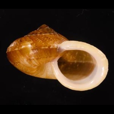 ヒロクチクスミヤマタニシ (仮称) Cyclophorus perdix tubafig.1