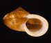 ヒロクチクスミヤマタニシ (仮称) Cyclophorus perdix tubafig.1