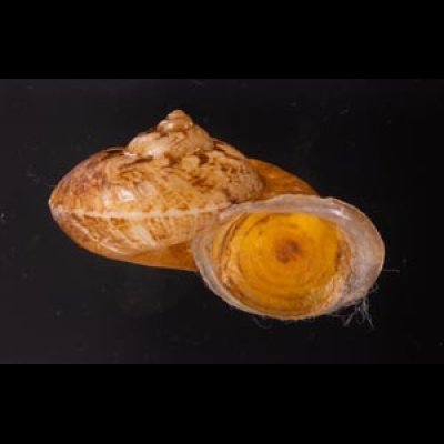 ヒロクチクスミヤマタニシ (仮称) Cyclophorus perdix tubafig.2