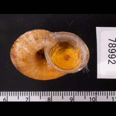 ヒロクチクスミヤマタニシ (仮称) Cyclophorus perdix tubafig.3