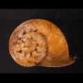 ヒロクチクスミヤマタニシ (仮称)
