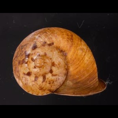 ヒロクチクスミヤマタニシ (仮称) Cyclophorus perdix tubafig.1