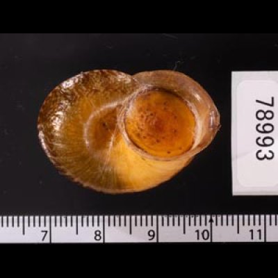 ヒロクチクスミヤマタニシ (仮称) Cyclophorus perdix tubafig.3