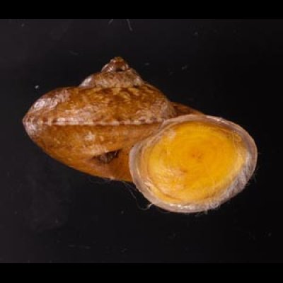 ヒロクチクスミヤマタニシ (仮称) Cyclophorus perdix tubafig.2