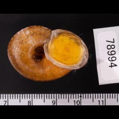 ヒロクチクスミヤマタニシ (仮称) Cyclophorus perdix tubafig.3