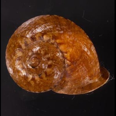 ヒロクチクスミヤマタニシ (仮称) Cyclophorus perdix tubafig.1