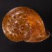 ヒロクチクスミヤマタニシ (仮称) Cyclophorus perdix tubafig.1