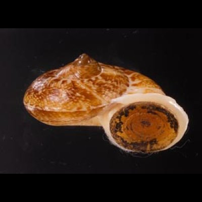 ヒロクチクスミヤマタニシ (仮称) Cyclophorus perdix tubafig.2