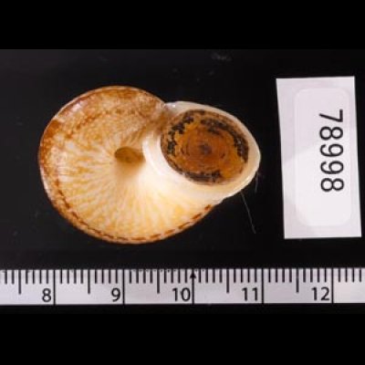 ヒロクチクスミヤマタニシ (仮称) Cyclophorus perdix tubafig.3