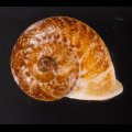 ヒロクチクスミヤマタニシ (仮称)