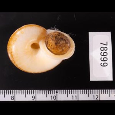ヒロクチクスミヤマタニシ (仮称) Cyclophorus perdix tubafig.2