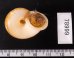 ヒロクチクスミヤマタニシ (仮称) Cyclophorus perdix tubafig.2