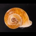 ヒロクチクスミヤマタニシ (仮称)